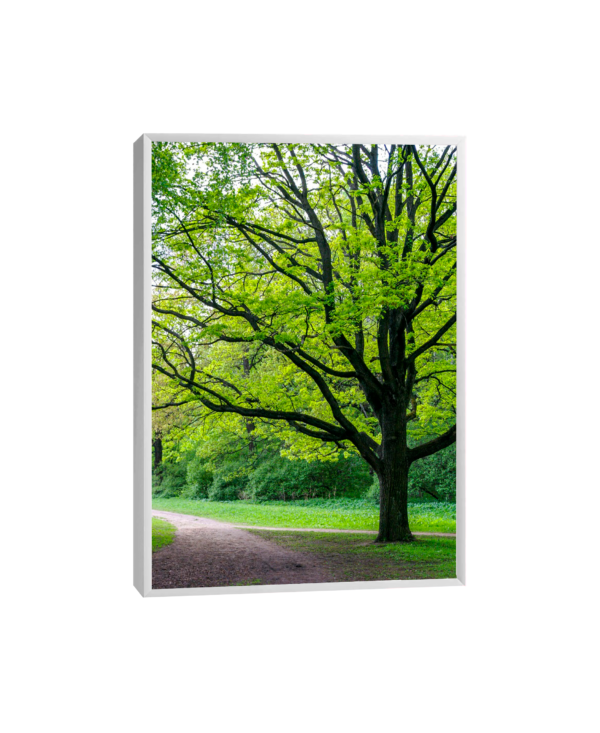 Floresta Encantada: Quadro Inspirador com Estradas de Terra, árvores verdes vibrantes e uma árvore frondosa no ponto de encontro.